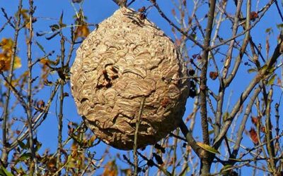 Frelons Asiatiques et Chenilles Processionnaires